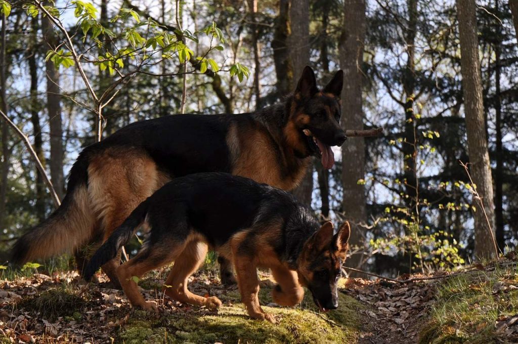 Dva psa šetaju šumom