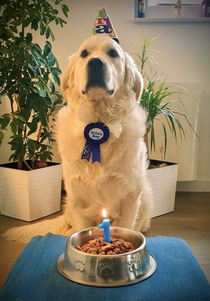 Pas i rođendanska torta
