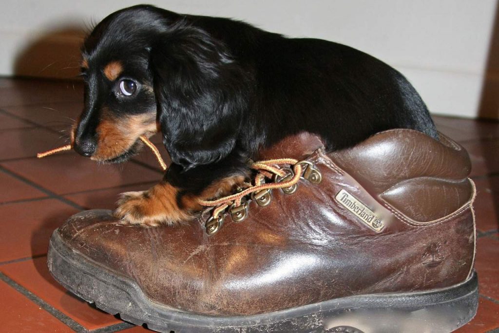 pas i cipela