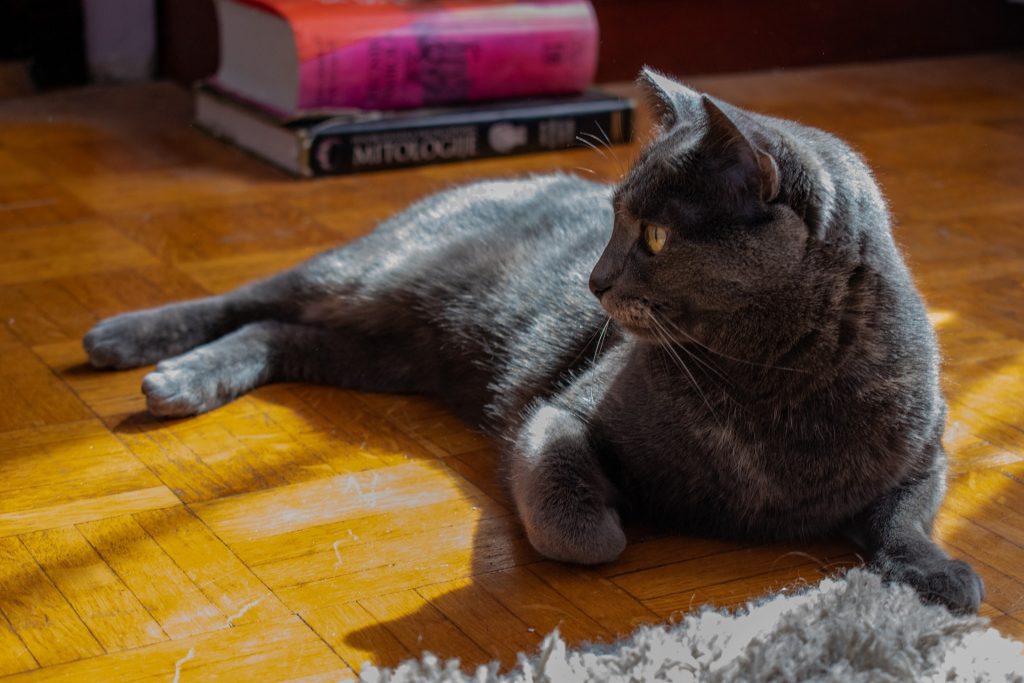 Ruska mačka leži na podu pored knjiga