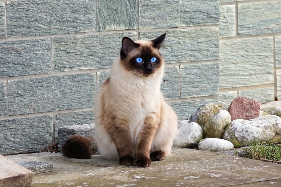 Sijamska mačka ima plave oči