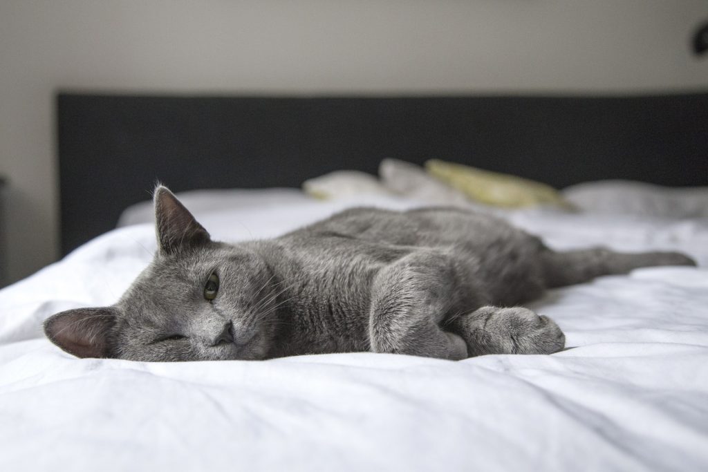 Ruska mačka leži na krevetu