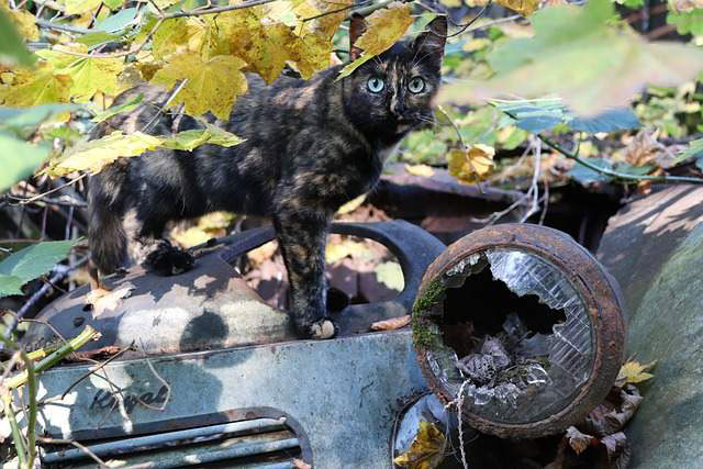 crna mačka sa žutim šarama stoji na olupini automobila