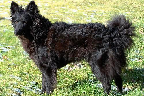 crni pas, rase mudi, stoji na livadi