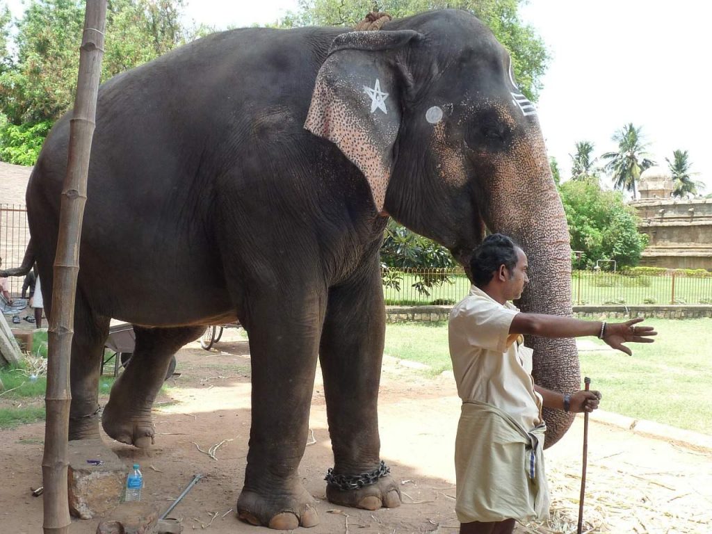 Čovjek stoji pored slona