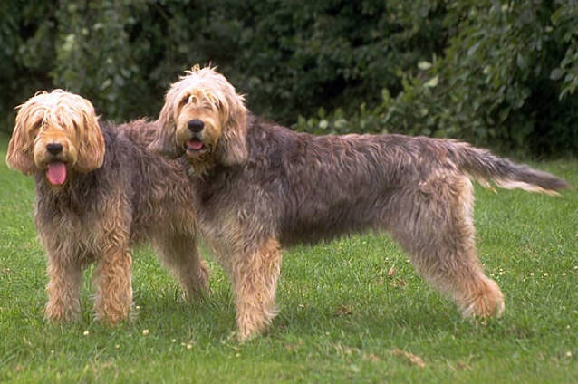 dva smeđa psa rase vidraš stoje na zelnoj travi