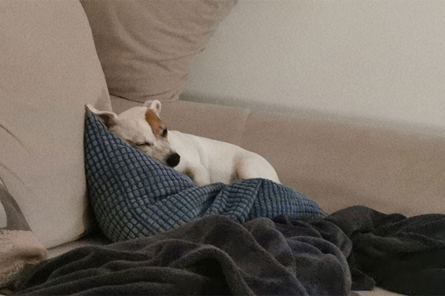 mali bijeli pas spava na kauču, na plavom jastuku
