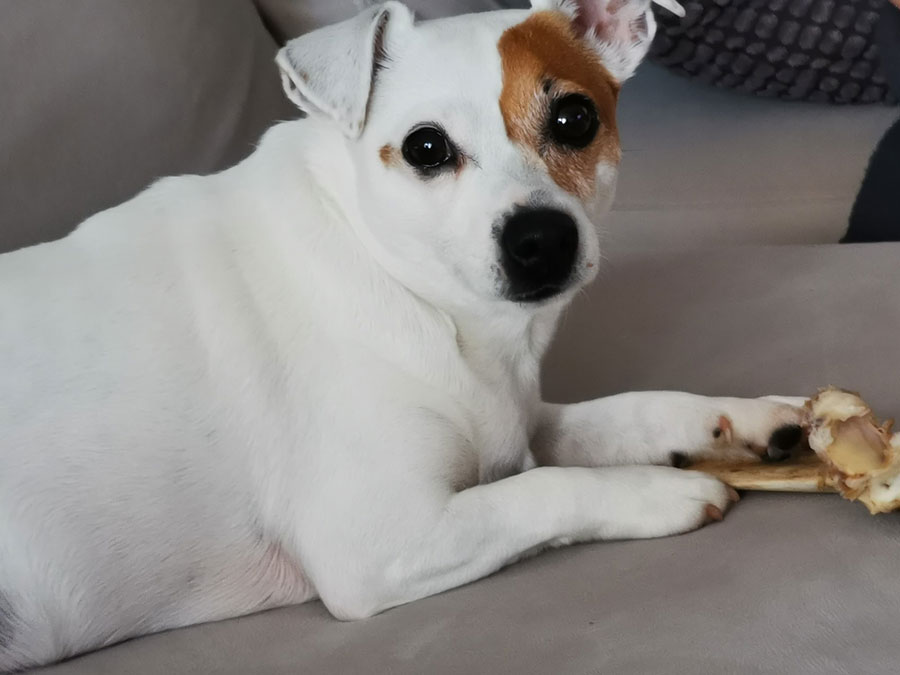 mali bijeli pas džek rasel terijer leži na kauču