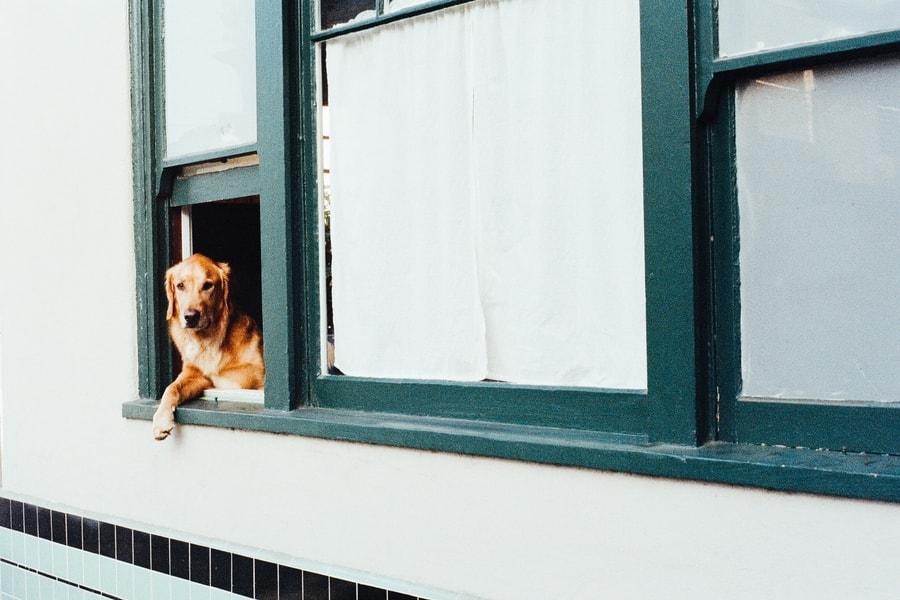 pas na prpzoru kuće
