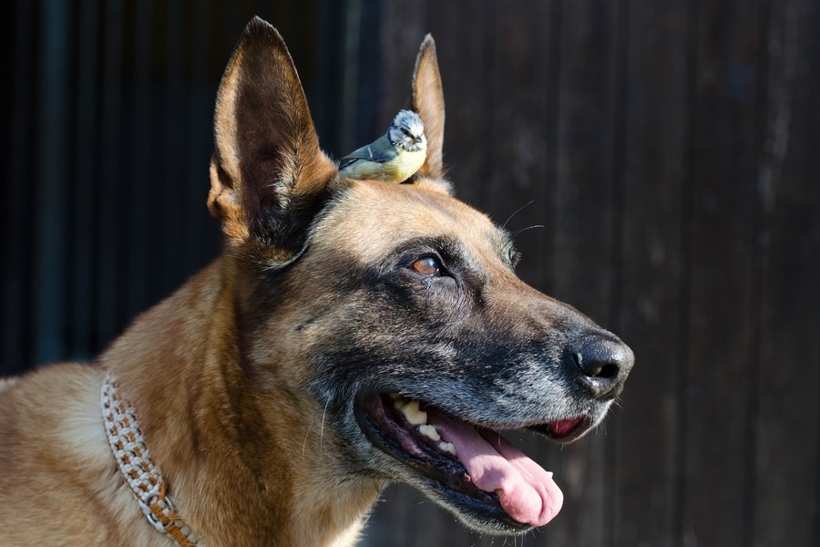 ptica stoji na glavi psa