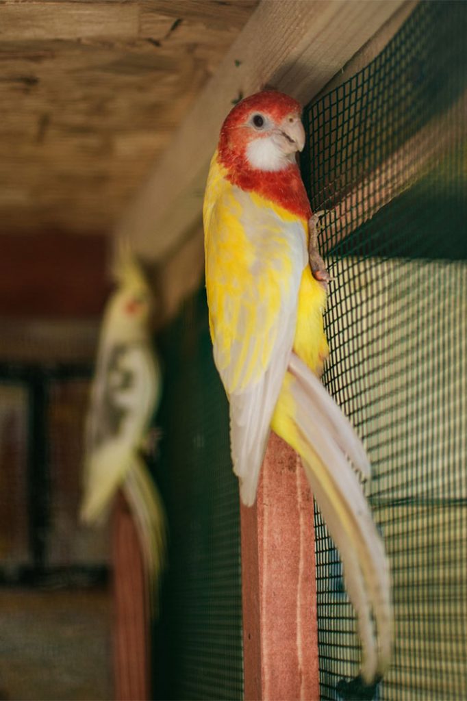 Žuto crvena ptica stoji na rešetkama kaveza