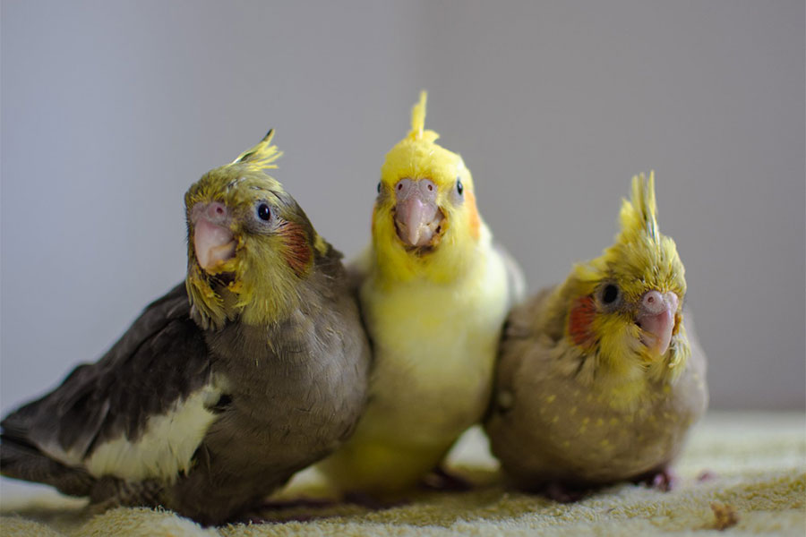 Boris Krečar tri žute ptice
