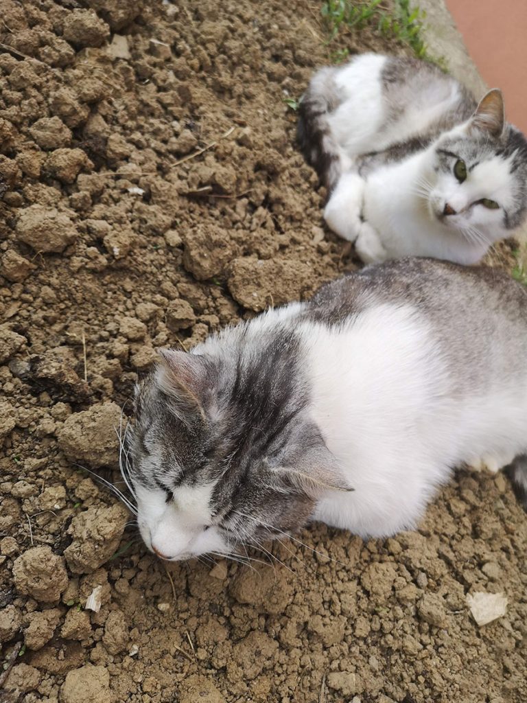 dvije bijelo - sive mačke leže 