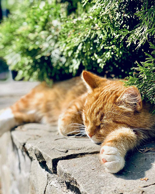 mačka leži na zidiću pored drveta