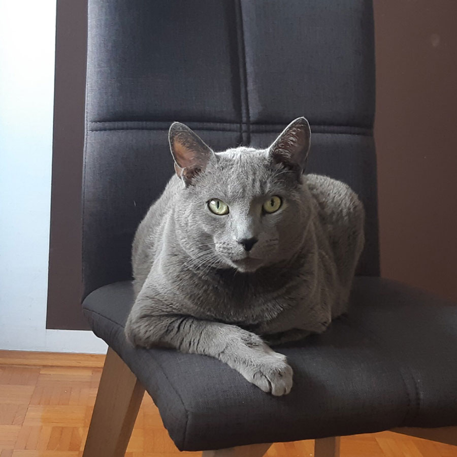 siva ruska mačka leži na stolici