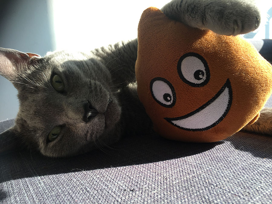 Tanja Stupar Trifunović - siva mačka leži na krevetu i grli igračku