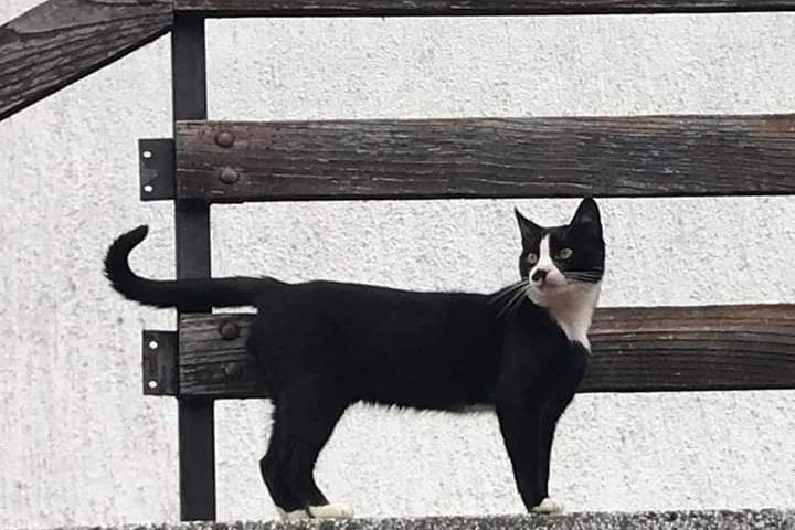 crno bijeli mačak stoji