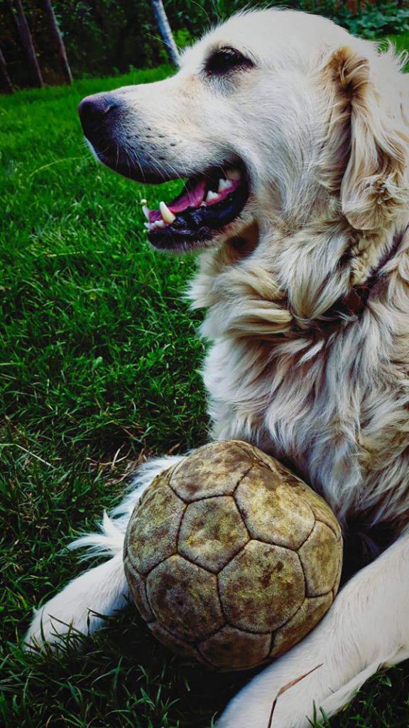 Pas leži na travi i drži loptu