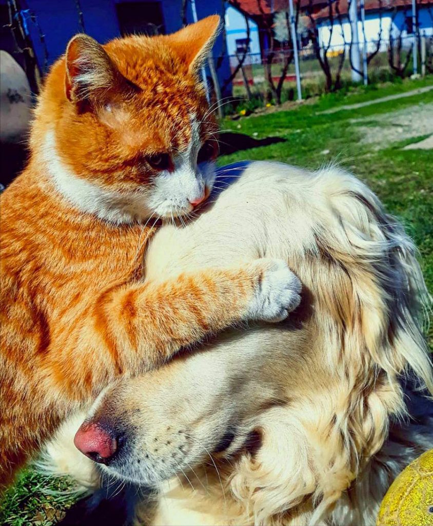 žuta mačka zagrlila psa