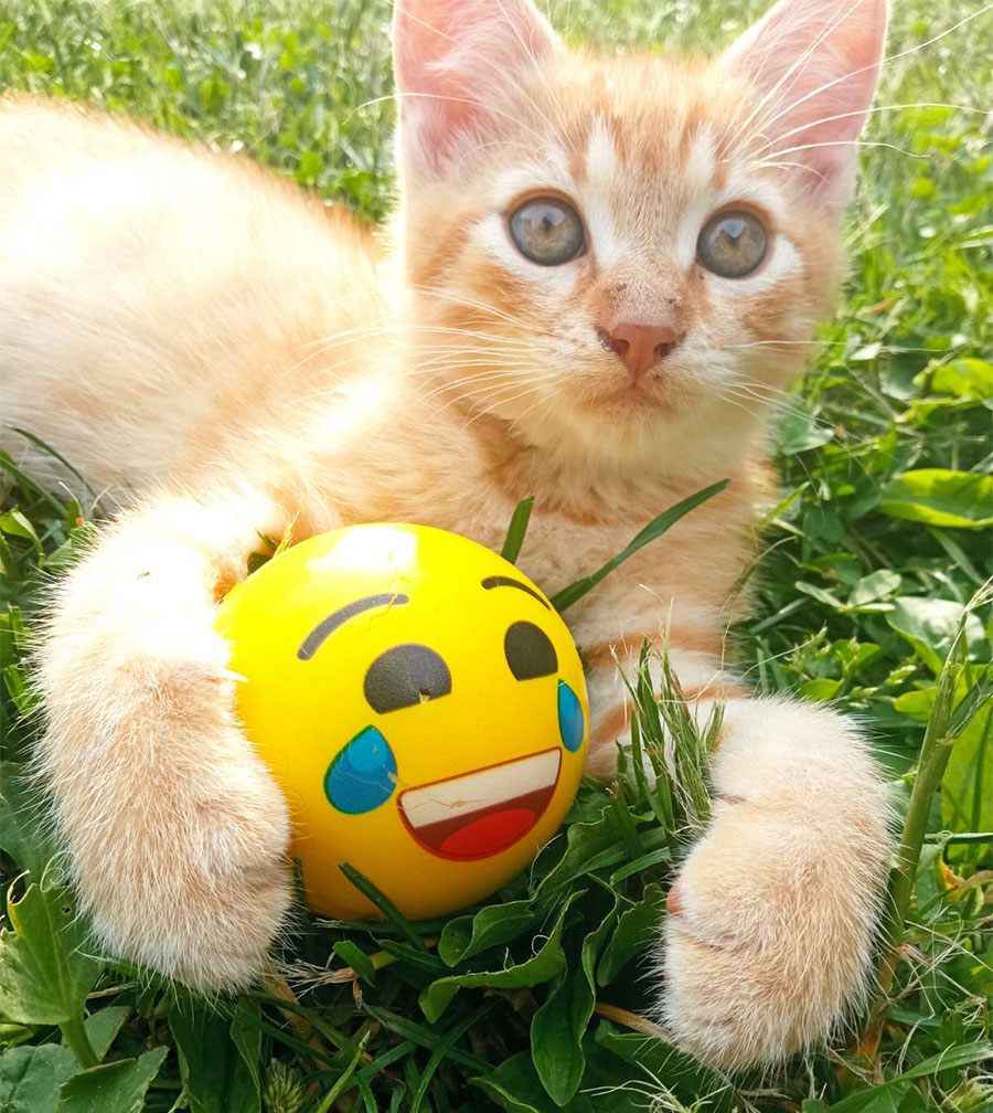 žuta mačka leži na travi i grli žutu loptu