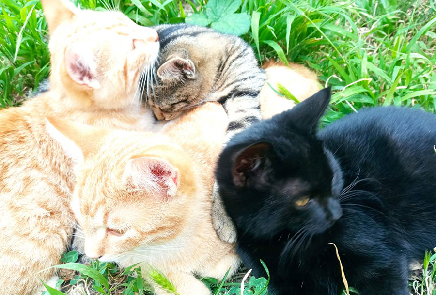 četiri mačke leže sklupčane na travi