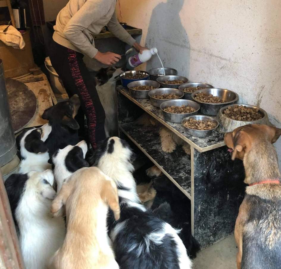 psi čekaju u red za hranu