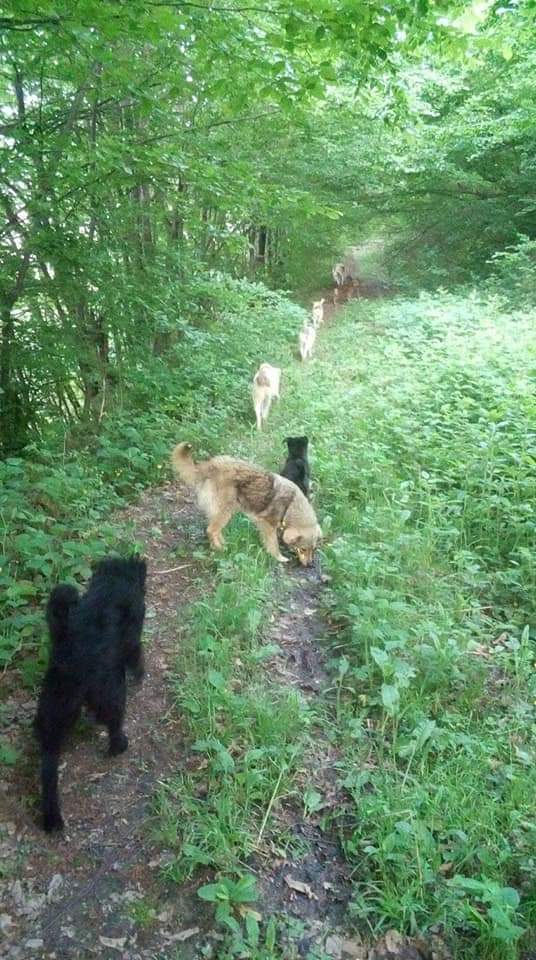 psi šetaju šumom