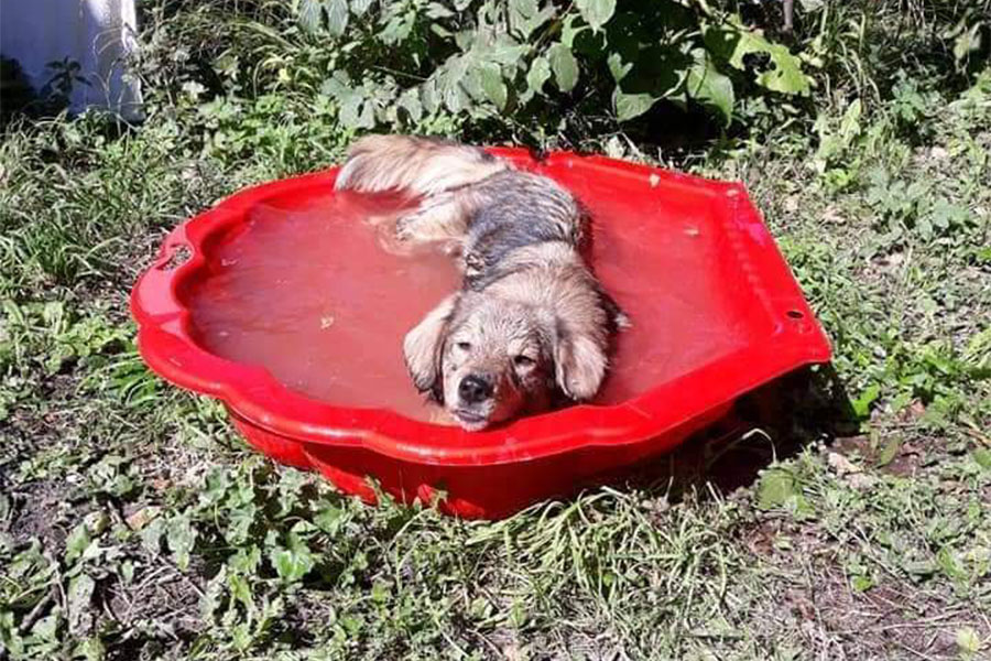pas leži u crvenom bazenu