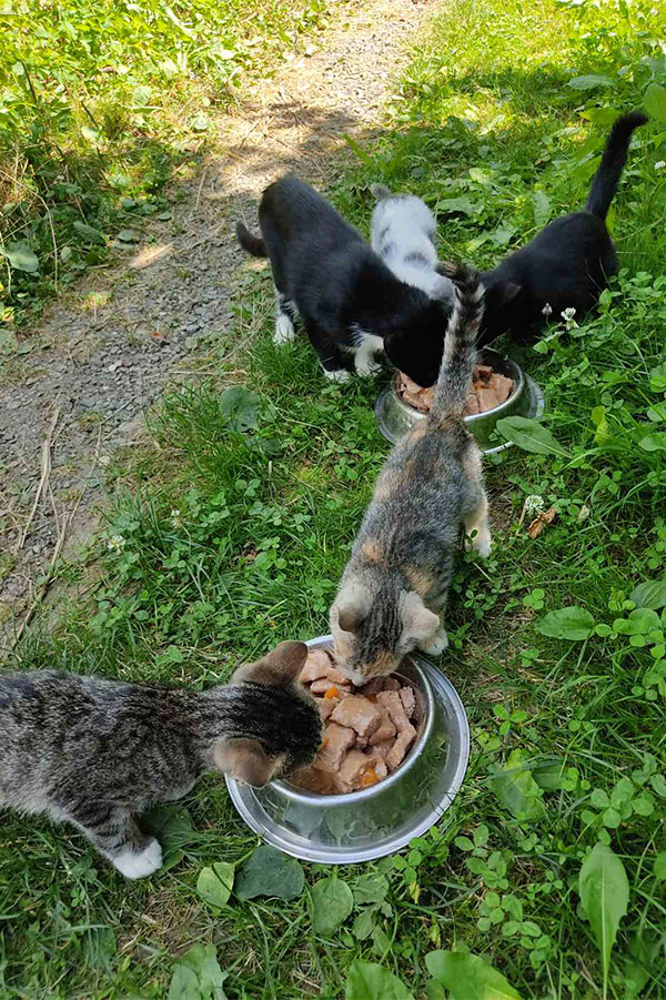 pet mačaka jede