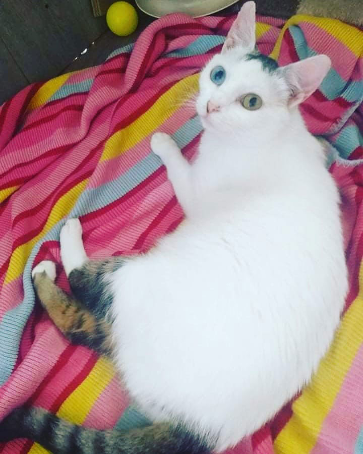 bijela mačka leži na šarenoj dekici