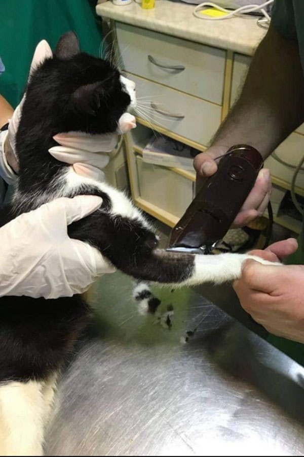 crno bijela mačka na pregledu kod veterinara
