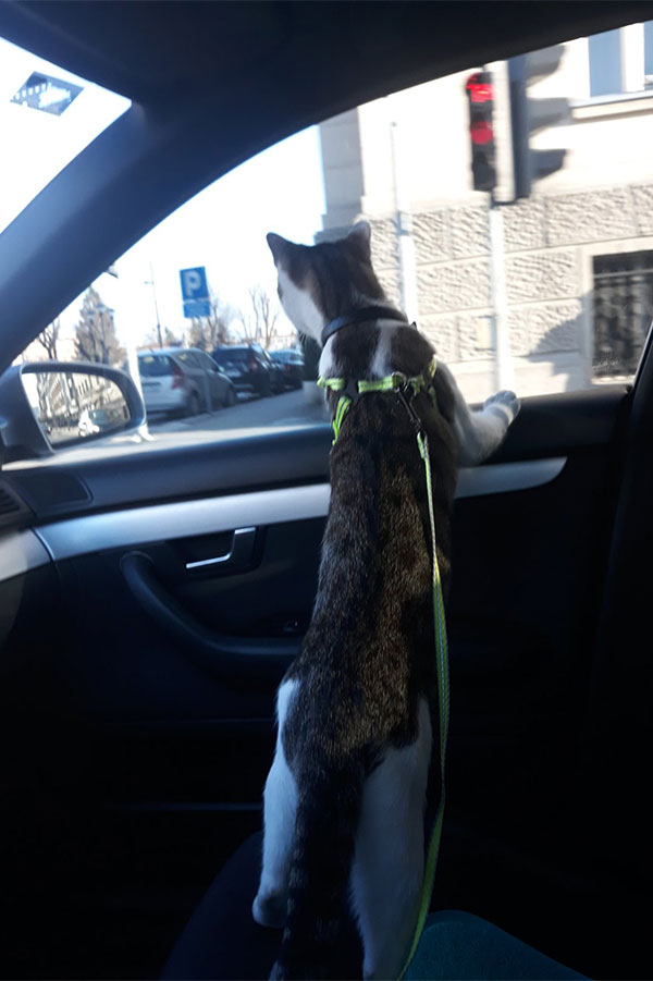 mačka gleda kroz prozor automobila