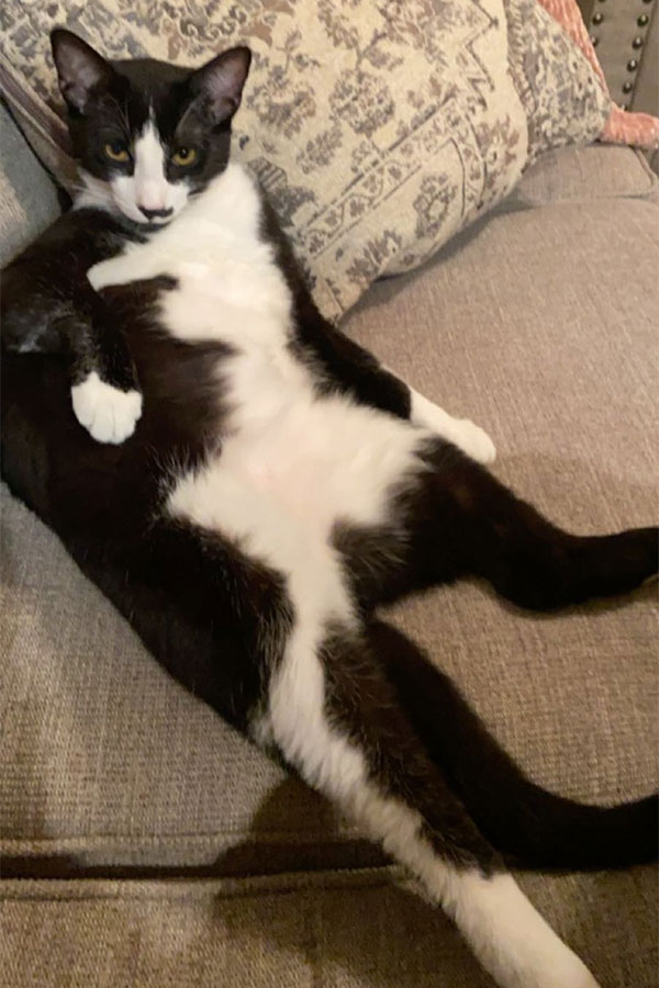 crno bijela mačka leži na kauču