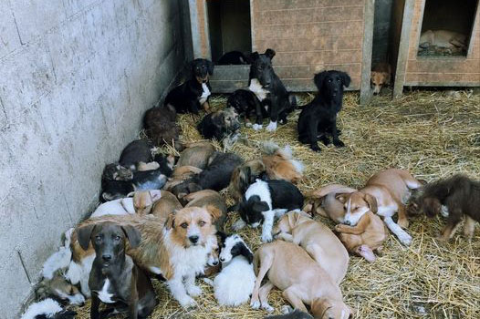 Udruženje SPAS mnogo pasa leži na slami