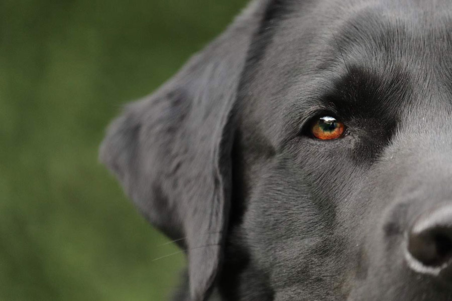 crni pas - kako psi vide boje