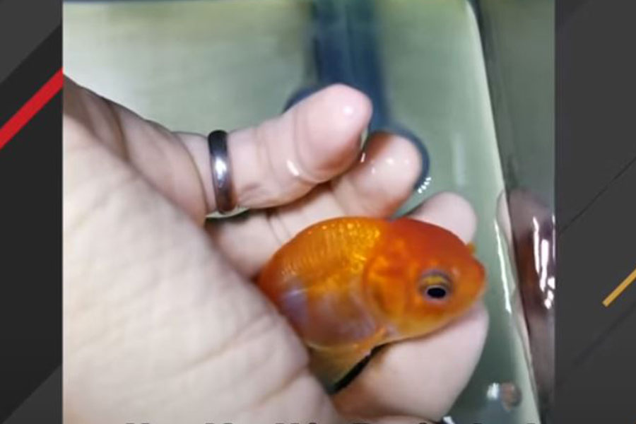 narandžasta riba u ruci