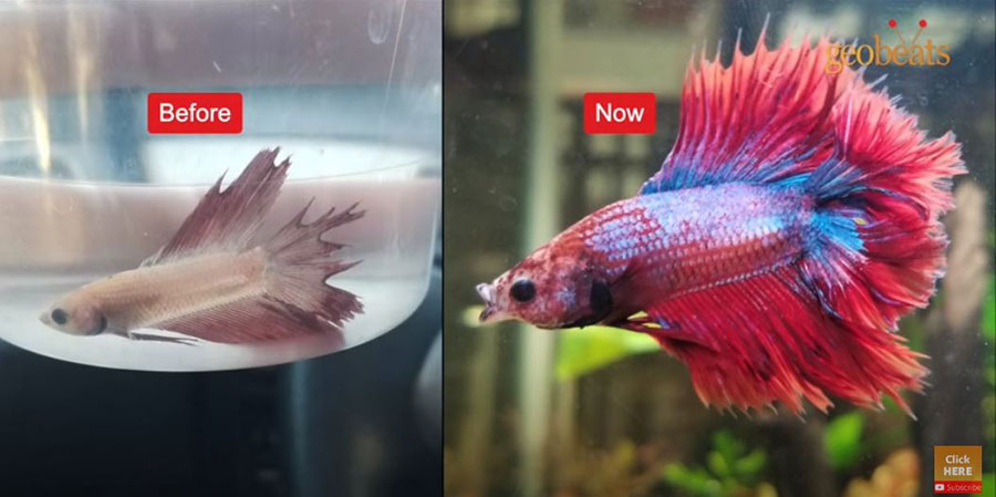 dvije slike ribice borac, na jednoj je kada je bila bolesna i blijeda i na drugoj zdrava