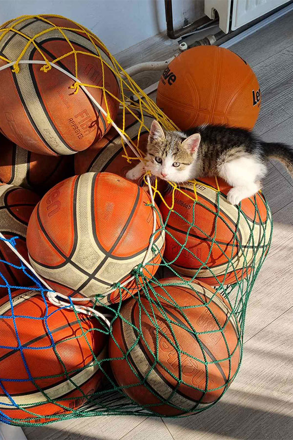 maca leži na košarkaškim loptama