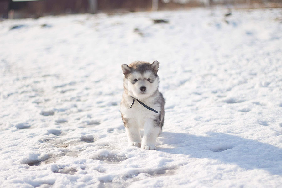 mali pas na snijegu - psi ližu šape i zbog soli