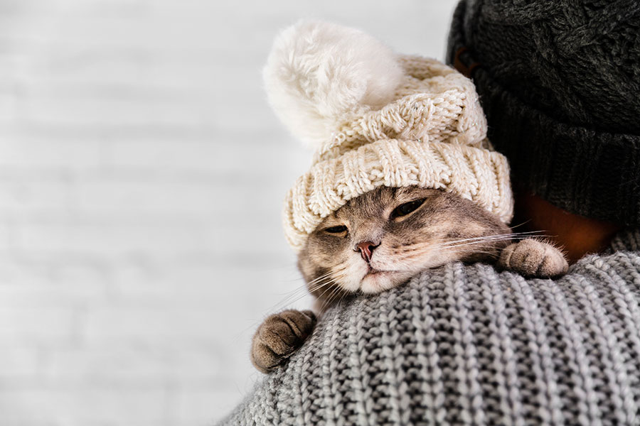 slika mace - maca s kapom