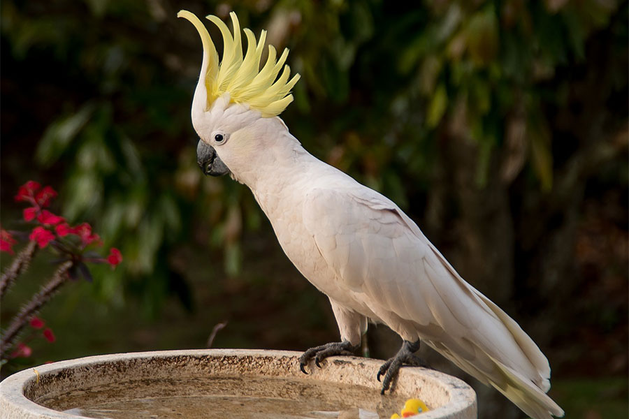 bijeli papagaj kakadu