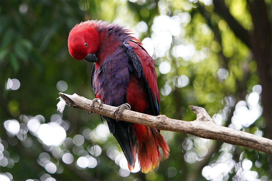 Eklektus papagaj