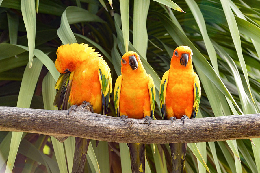 tri papagaja stoje na grani