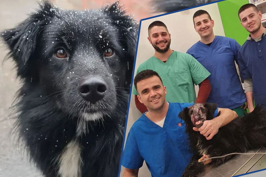 pas iz Modriče prije i poslije operacije