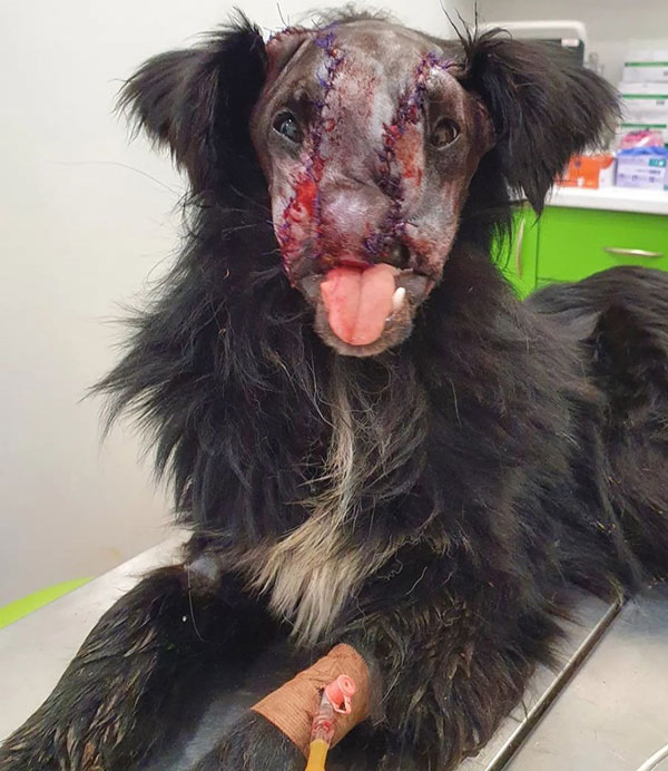 Pas iz Modriče nakon operacije