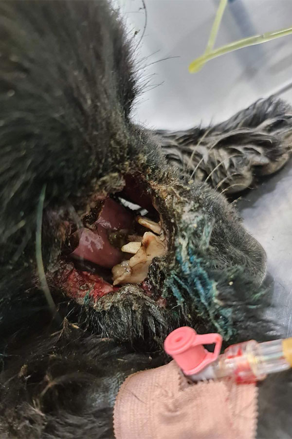 pas iz Modriče na operaciji