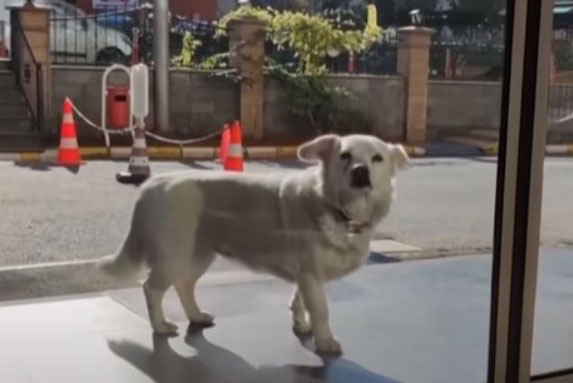 pas stoji ispred bolnice