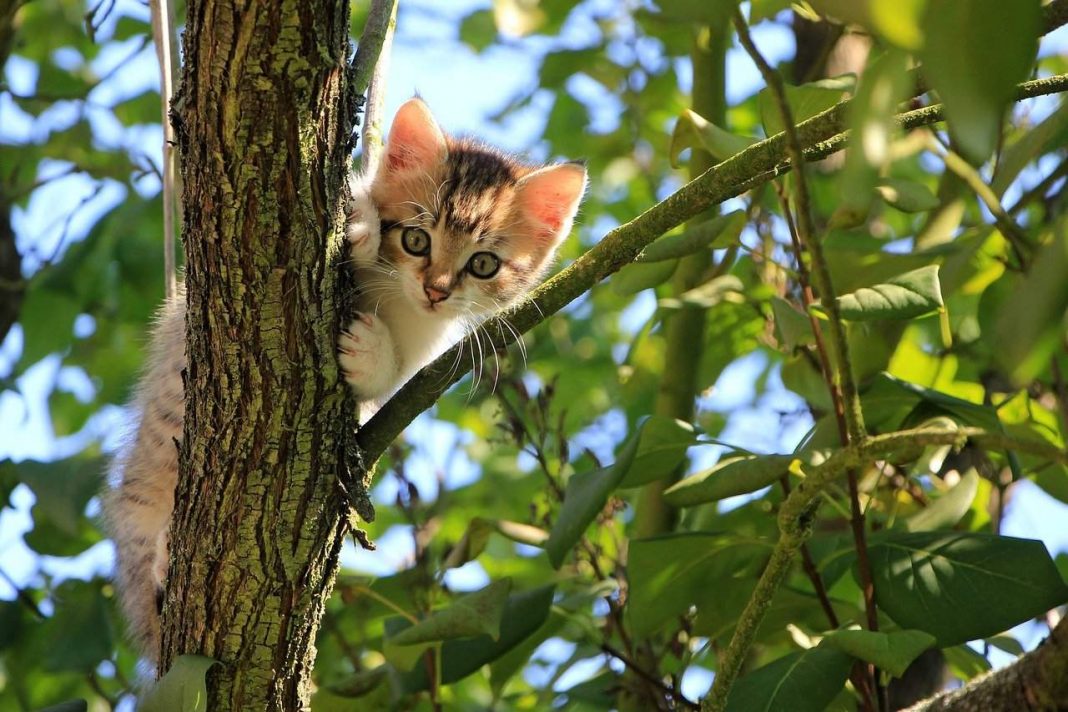 macka stoji na drvetu