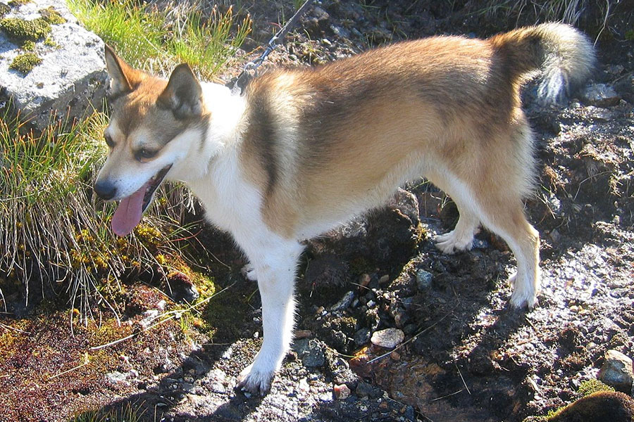 smeđe bijeli pas, rase norveski lunderhund, stoji na kamenju