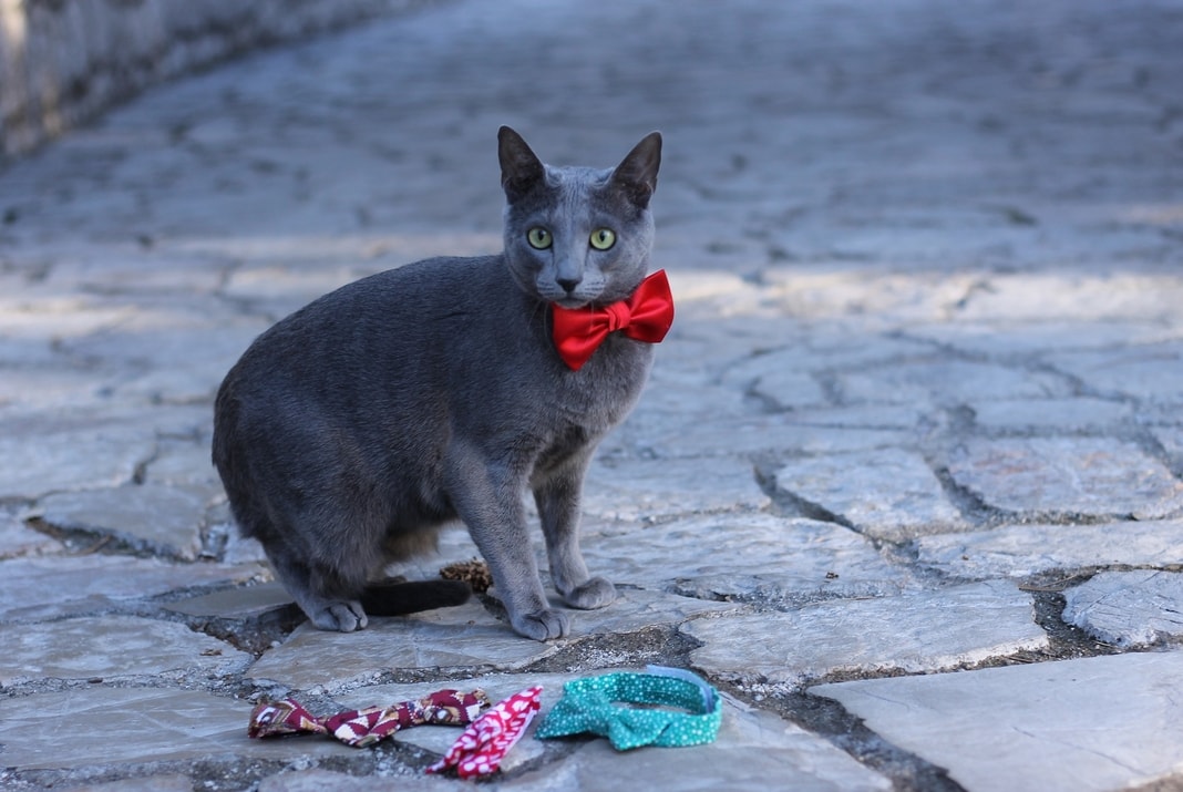 Ruska plava maca sa crvenom mašnom